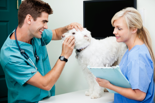 College admission essay on veterinary technician