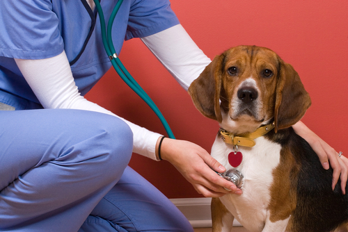 Are You Interested In Getting A Veterinary Technology Degree?